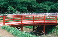 木橋 / 千葉県 清水公園